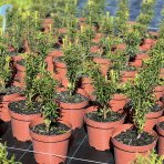 Hlavotis japonský (Cephalotaxus harringtonia) ´FASTIGIATA´ - výška 20-30 cm, kont. C2L 